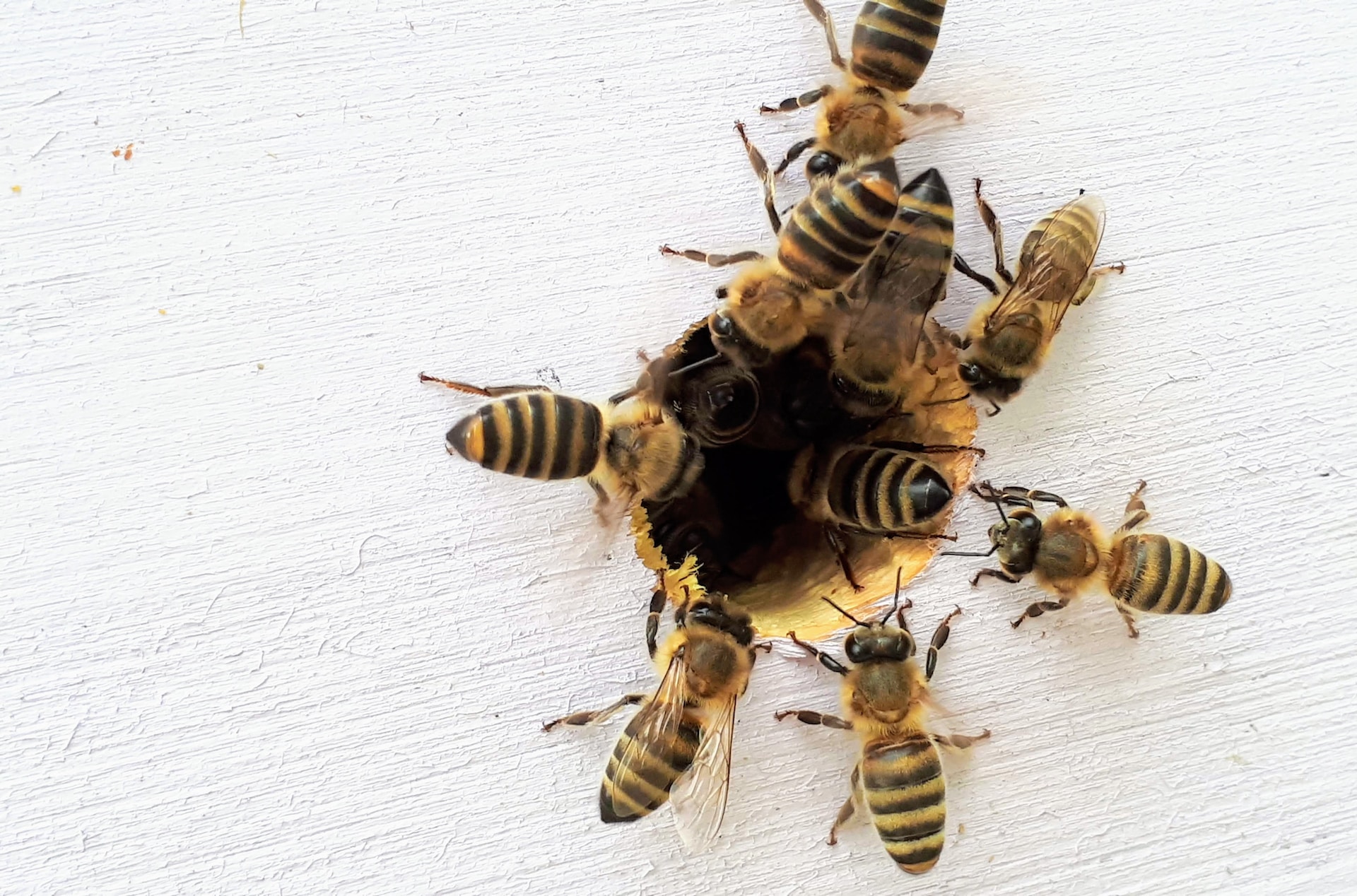 Arten von Bienen, Wespen und Hornissen unter Schutz
