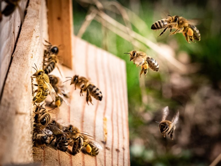 Was ist der Unterschied zwischen Vespen, Bienen/ Hornissen?